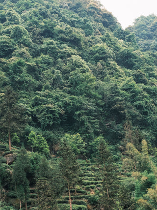 Mengding Golden Buds 2025 No.658