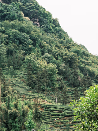 Mengding Ganlu 2025 No.358