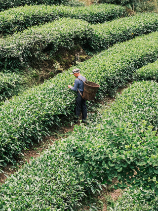 Mengding Heicha 2012 No.908