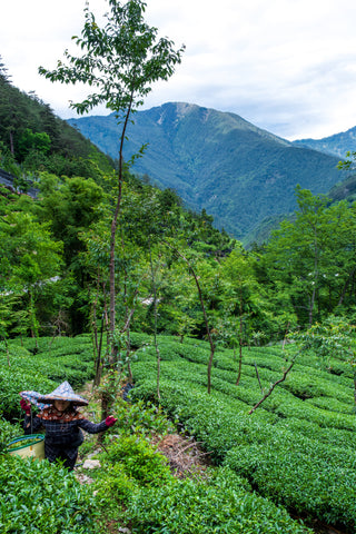 Li Shan 2025 1900m No.557