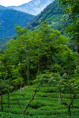 Li Shan 2025 1900m No.557