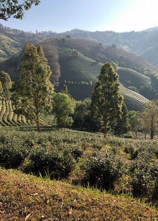 Siam Oriental Beauty Black 2023 No.656